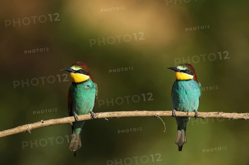 Two birds are perched side by side on a branch, looking to one side: bee-eaters (Merops apiaster), Palatinate, Germany