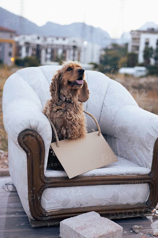 A cheerful dog sits comfortably on a vintage sofa, holding a blank sign with a rope. The cozy atmosphere is enhanced by the presence of small pumpkins and gourds scattered nearby, highlighting the autumn season. Copy space and mock up for text