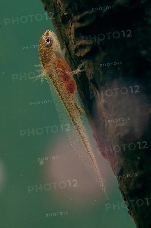 Threaded newt, Lissotriton helveticus, palmate newt, triturus helveticus, amphibians, caudata, high size, portrait format, larva, amphibians, newts, newts, tailed amphibians, water newts