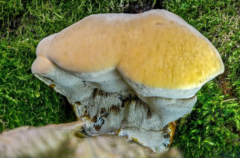 Ganoderma resinaceum, resinous lacquer porling, fungi, fungus, medicinal mushroom, mushrooms, medicinal mushroom, medicinal mushroom