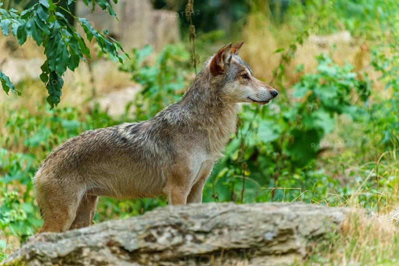 Timberwolf, wolf, American wolf (Canis lupus lycaon), Germany. A lone wolf stands watchful on a rock, surrounded by vegetation