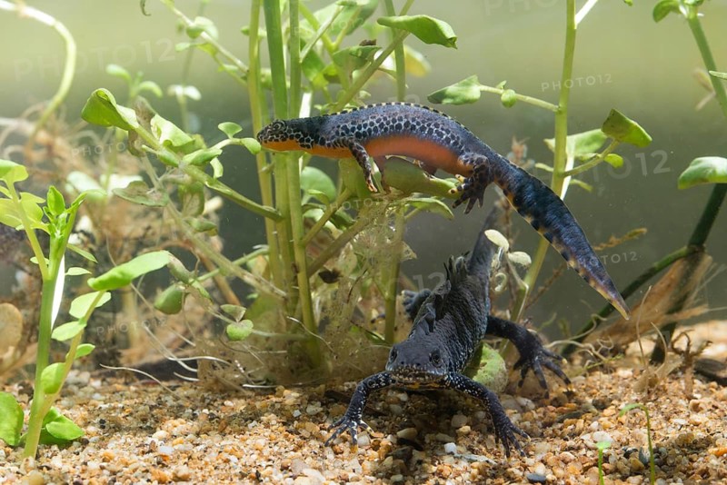Alpine newt, mountain newt, ichthyosaura alpestris, mesotriton alpestris, triturus alpestris, amphibians, amphibians, amphibians, amphibians, amphibians, amphibians, amphibians, amphibians, amphibians, amphibians, amphibians, amphibians, amphibians, amphibians, amphibians, amphibians, amphibians, amphibians, amphibians, amphibians, amphibians, amphibians, amphibians, amphibians