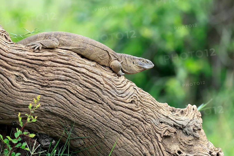 White-throated monitor (Varanus albigularis), Cape monitor, adult, tree trunk, alert, Kruger National Park, South Africa
