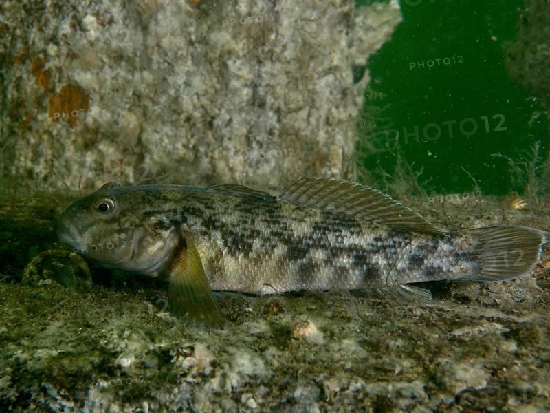 A goby, the black goby (Gobius niger), on a piece of wreck in a greenish underwater setting, at the Margareta af Vätö wreck dive site, Konabbsfjärden, Nynäshamn, Stockholm, Sweden