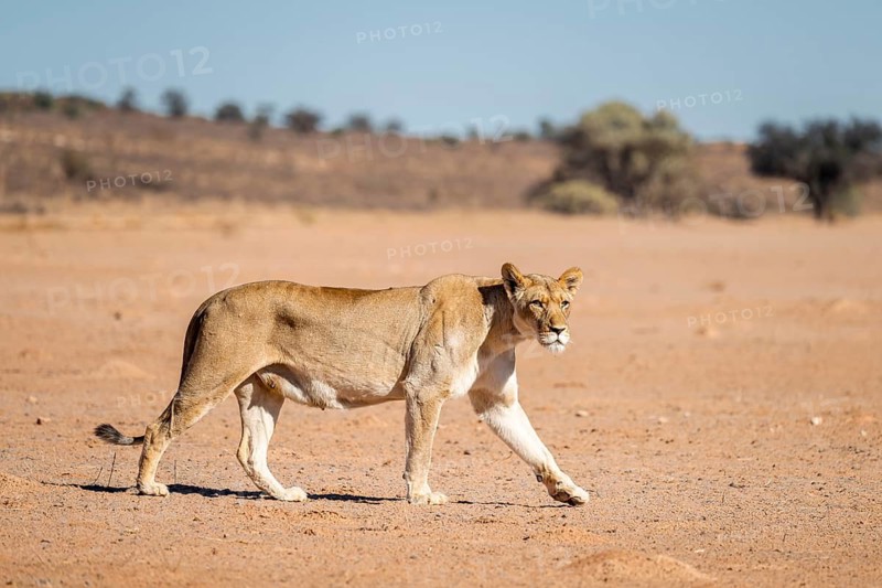 Lioness (Panthera leo) walking on dry ground, Kgalagadi Transfrontier National Park, Northern Cape, South Africa