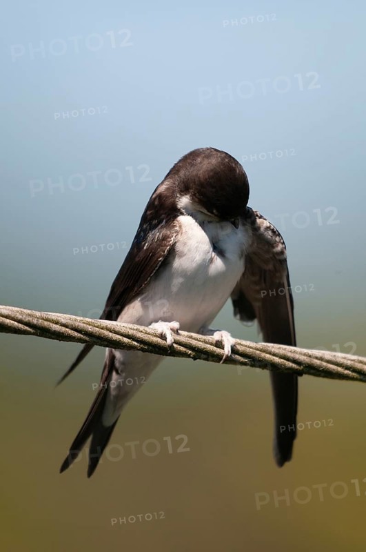 Delichon urbica, house martin, house martins, birds, plumage care, adolescent, high size, portrait, juvenile, passeri, preening, swallows, songbirds, birds