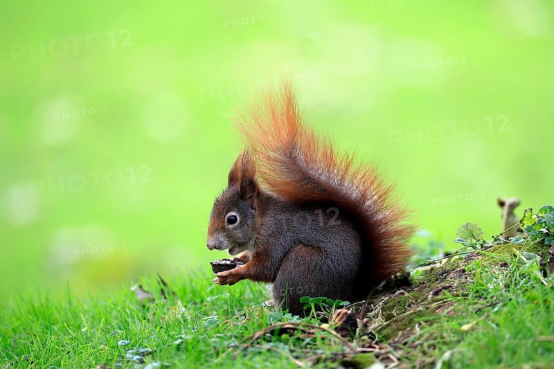 Squirrel (Sciurus vulgaris), adult, in a meadow, eating, with food, walnut, Mannheim, Germany