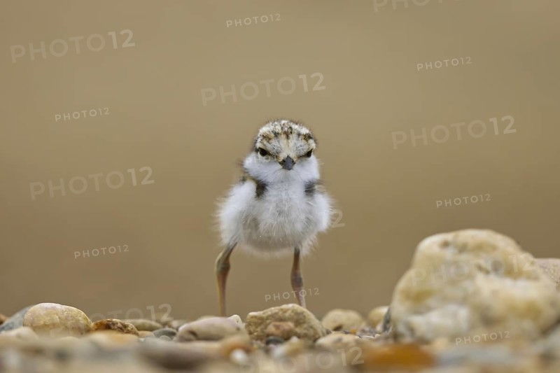 Little Ringed Plover (Charadrius dubius) chick, North Rhine-Westphalia, Germany