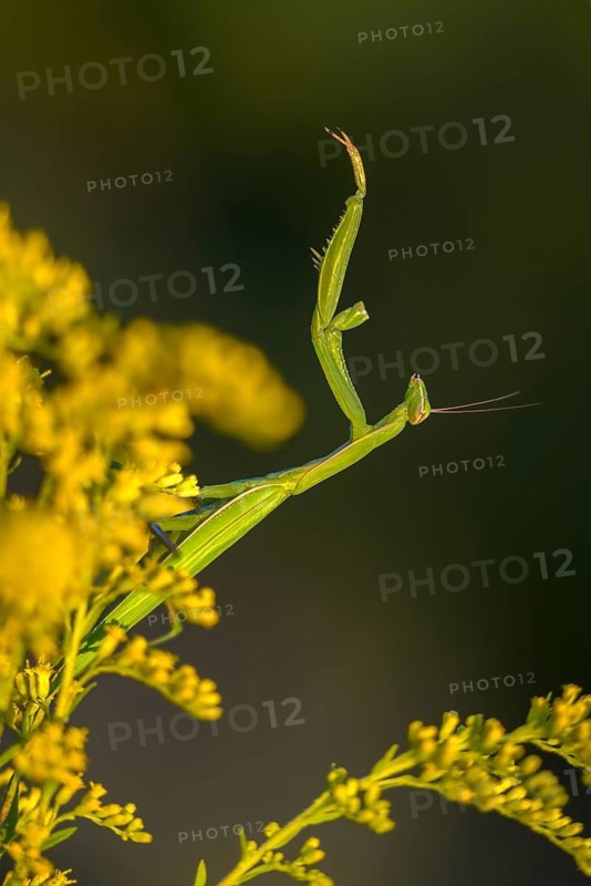 Brandenburg, Germany, European mantis, European praying mantis, mantis religiosa, mantis, Nabu, Nabu, Nabu project, national natural heritage, natural paradise Grünhaus, post-mining landscape, mantis, green house, high size, portrait format, insects, praying mantis