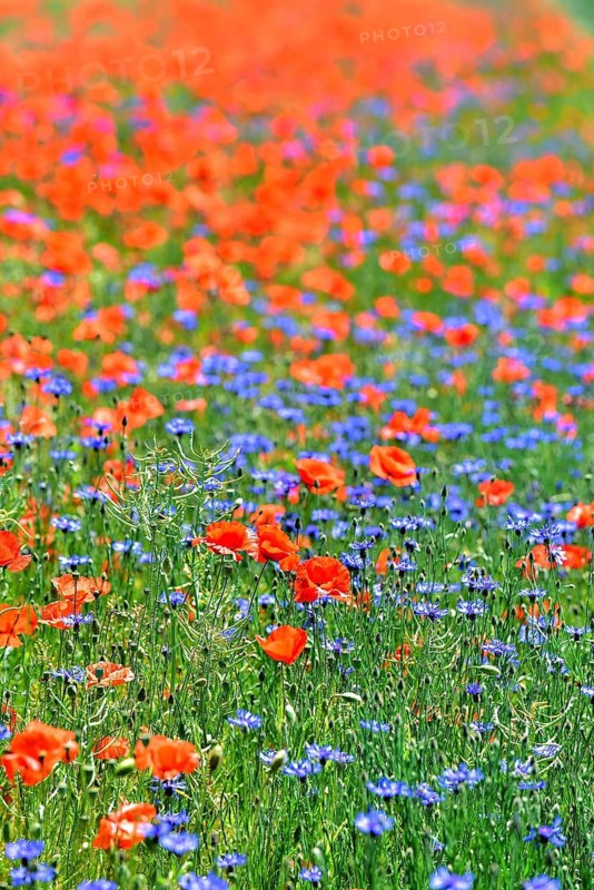 Corn poppies (Papaver rhoeas) and cornflowers (Centaurea cyanus), Bavaria, Germany