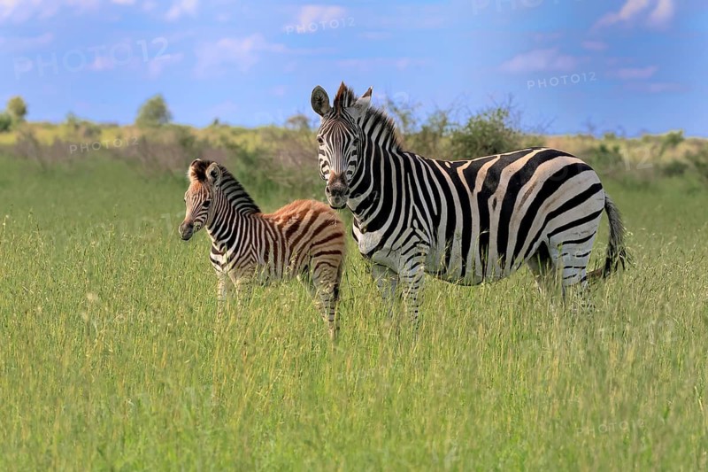Burchell's zebra (Equus quagga burchelli), Burchell's zebra, adult, female, young, mother, feeding, two animals, alert, Kruger National Park, South Africa