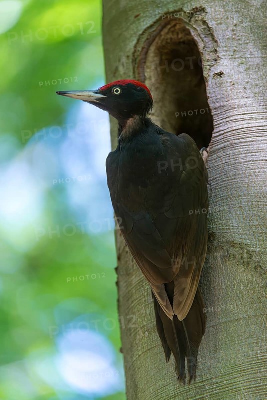 Black Woodpecker, Dryocopus Martius, Black Woodpecker, Birds, High Size, Portrait, Male, Piciform, Woodpecker, Birds, Woodpecker