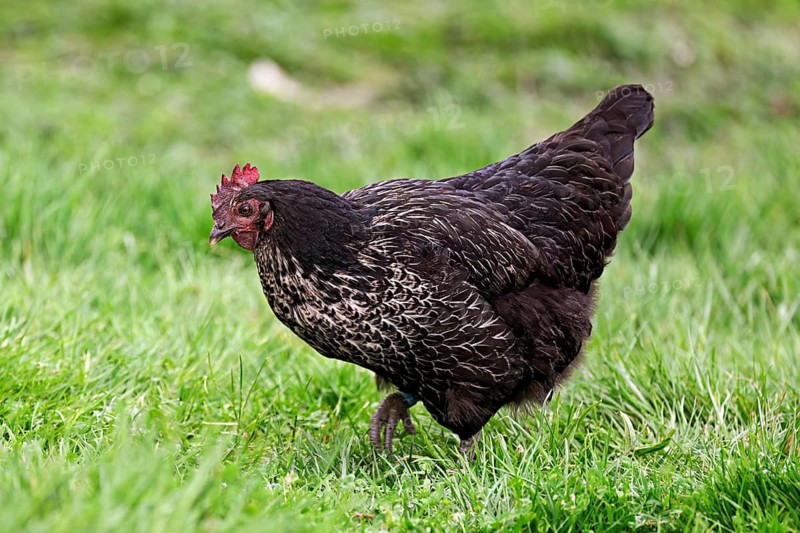 Ancona chicken standing in meadow, Mühlau, Canton of Aargau, Switzerland