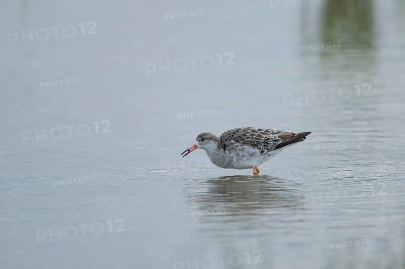 Ruff (Philomachus pugnax) adult wader bird in a shallow lagoon, England, United Kingdom