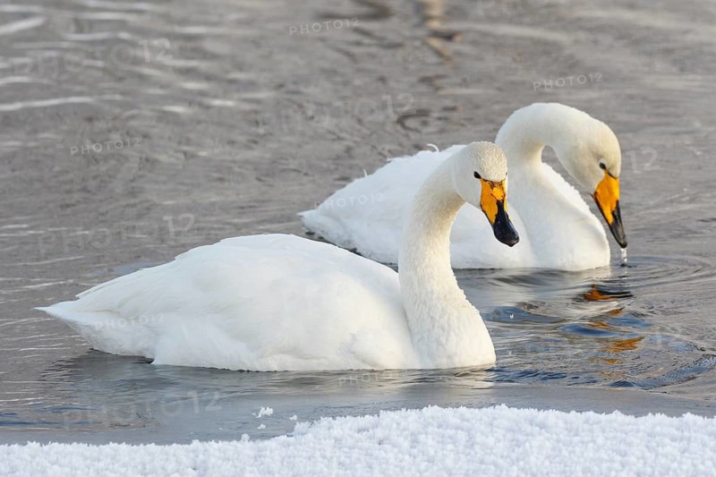 Whooper Swan (Cygnus cygnus), Finland