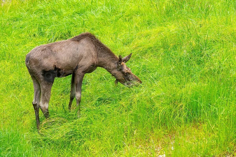 Eurasian elk (Alces alces) standing on a meadow in early summer, Bavarian Forest, Bavaria, Germany