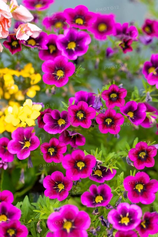 Purple flowers of the fairy bell (Calibrachoa), Ternitz, Lower Austria, Austria