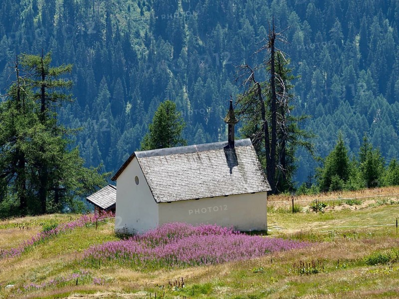 A small chapel, the Chapel of Our Lady of the Snows, surrounded by flowers, blooming sally (Epilobium angustifolium), and woodland in a picturesque mountain landscape, Bellwald, Goms, Canton of Valais, Switzerland