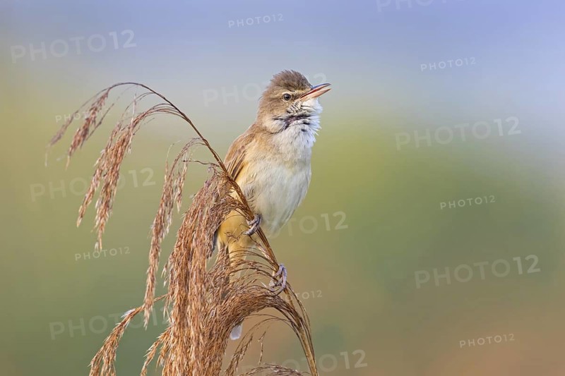 Reed warbler, (Acrocephalus arundinaceus), reedbed perch, biotope, habitat, animals, birds, songbird, reed warbler genus, Lobau, Vienna, Donaustadt, Vienna, Austria