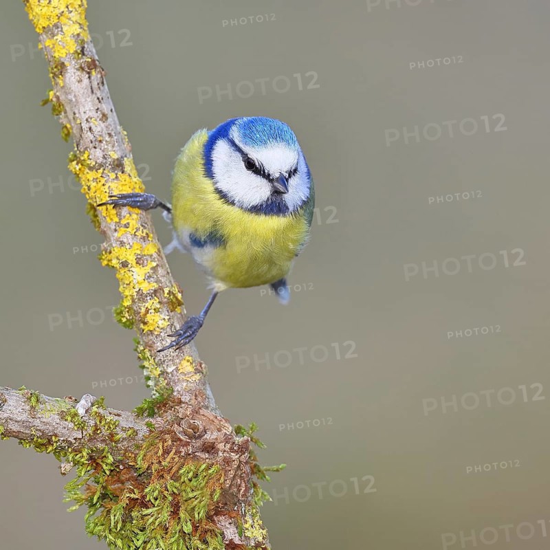 Blue Tit (Parus caeruleus), perched on a branch covered in lichen, Wilnsdorf, North Rhine-Westphalia, Germany