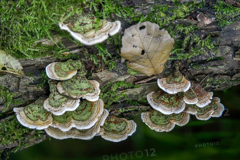 Auricularia Reflexa, Corticium reisneri, stereum hirsutum, stereum leoninum, stereum persoonianum, curly layered mushroom, thelephora hirsuta, false turkey tail, fungi, fungi
