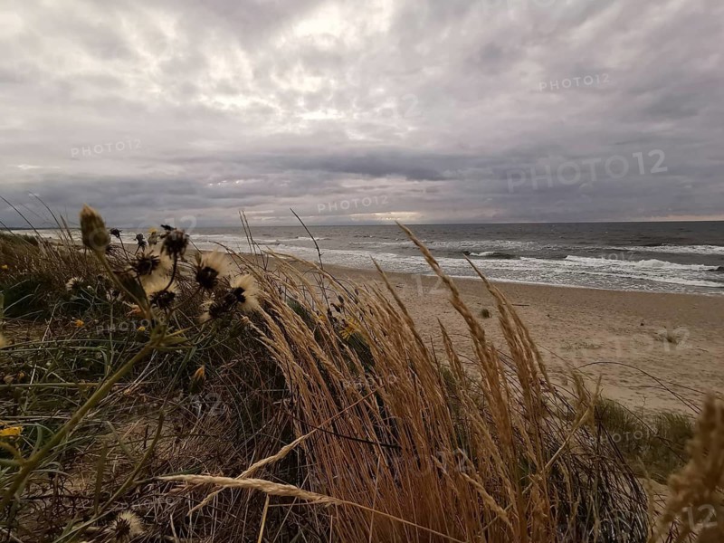Marram Grass in the foreground on a stormy beach with cloudy sky, autumn on the Baltic Sea near Krynica Morska, Fresh Spit, Gdansk Bay, Poland