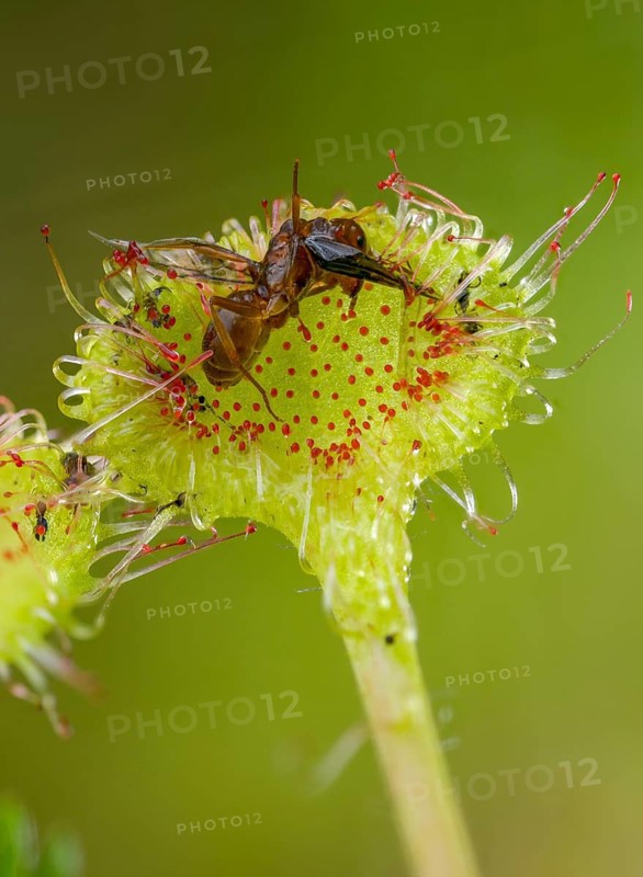 Brosswort, Bullwort, Drosera Rotundifolia, Droseraceae, Lord Spoon, Sky Spoon, Sky Dew, Round Leaf Sundew, Sundew, Spoelkrut, Common Sundew, Flora, Plants, Plants, Round-Leaved Sundew, Roundleaf Sundew, Sundew