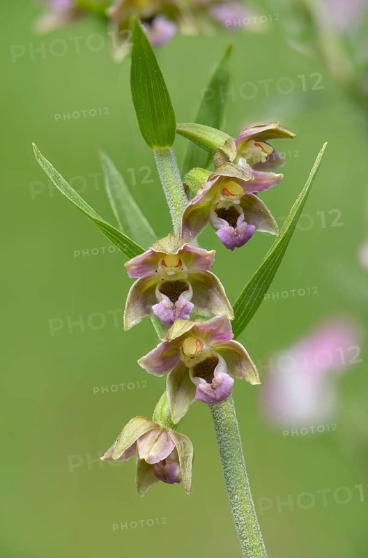 Epipactis distans, epipactis helleborine subsp distans, epipactis helleborine subsp orbicularis, short-leaved stendelwort, long-legged stendelwort, orchidaceae, orchids, orchid plants, round-leaved stendelwort, short-leaved helleborine, flora, high size, portrait, plants, plants