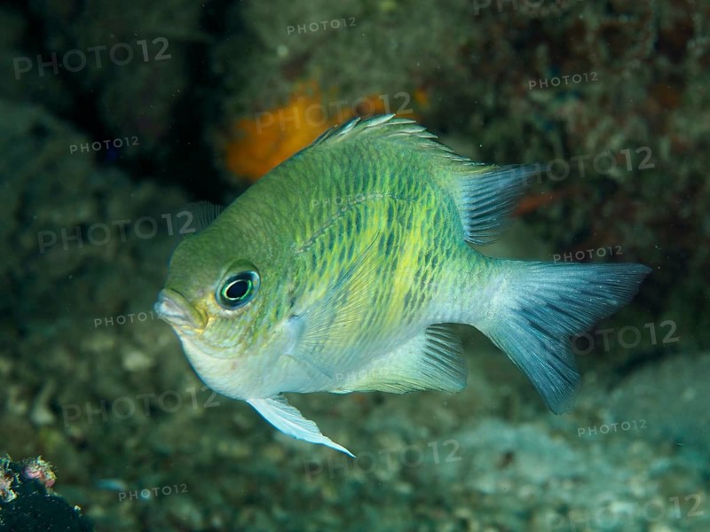 A small blue and yellow fish, the antler coral reef wrasse (Amblyglyphidodon curacao), swims along a coral reef, its fins moving through the water, at the Gondol Bay dive site, Gondol, Bali, Indonesia