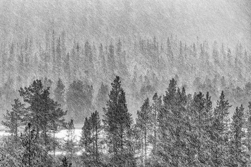Rain shower over forest area, Gällivare, Norrbotten, Lapland, Sweden, August 2020