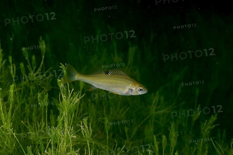 A juvenile river perch (Perca fluviatilis), known as ‘Egli', swims amongst aquatic plants in a dark, green underwater setting at the Wildsau dive site, Berlingen, Lake Constance, Switzerland and Germany
