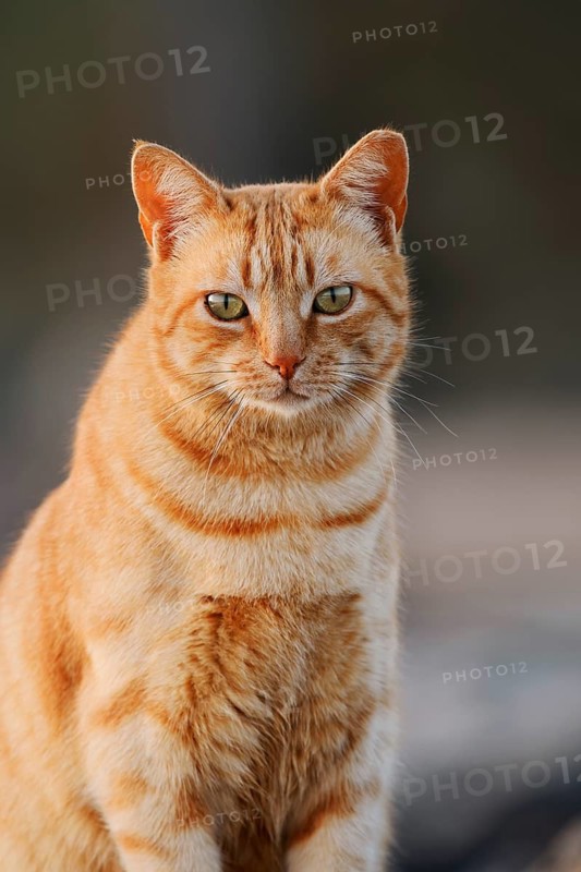 House cat, Fuerteventura, Canary Islands, Spain