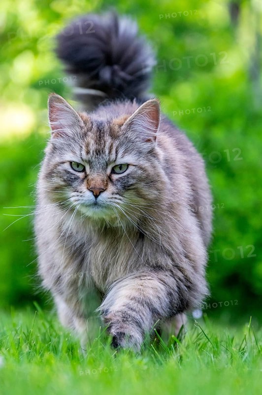 Siberian cat, pedigree cat running across grass in a garden, symbolic photo cat in the garden