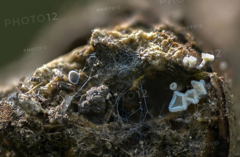 Brown-gray softcup, Dasyscyphus virgineus, common maiden whitehair cup, hair cup, hyaloscyphaceae, maiden whitehair cup, lachnum agaricinum, lachnum virgineum, mollisia olivaceocinerea, white hair cup, fungi, fungi, mushrooms