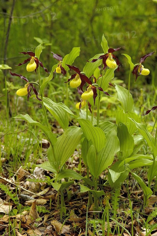 Plants, orchid, flowers, lady's slipper, Cypripedium calceolus, Germany