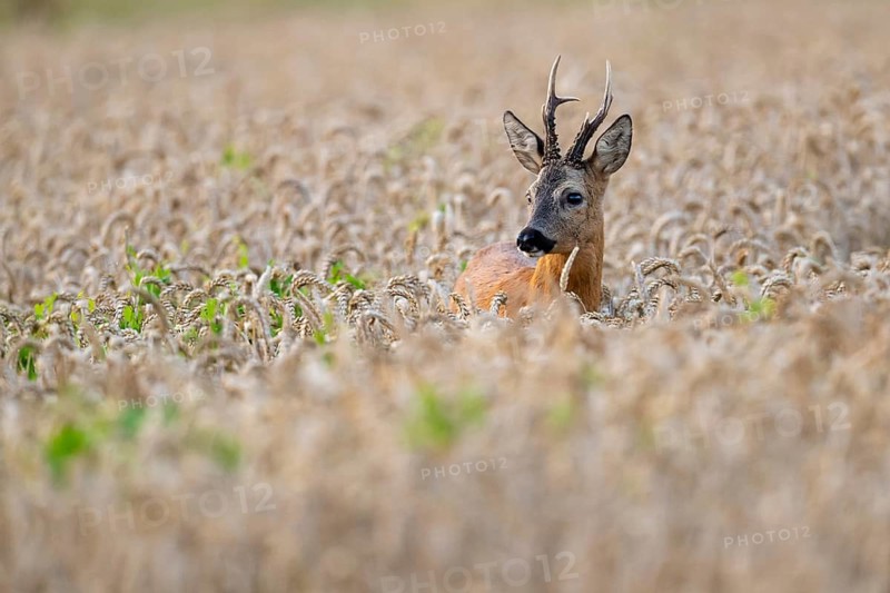 Roebuck (Capreolus capreolus) in wheat, Vechta, Lower Saxony, Germany