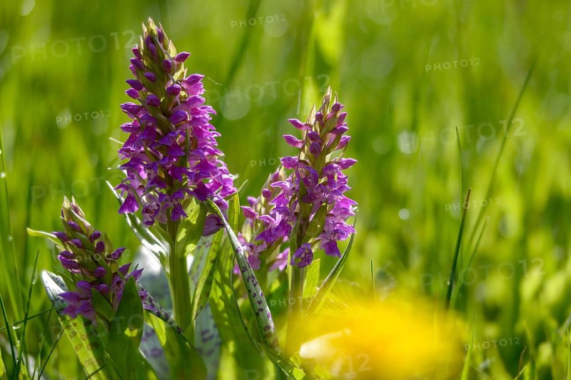 Broadleaf fingerroot, broad-leaved cuckoo flower, broad-leaved marsh orchid, fan orchid, orchidaceae, orchids, orchids, broad-leaved marsh orchid, common marsh orchid, fan orchid, flora, plants, plants