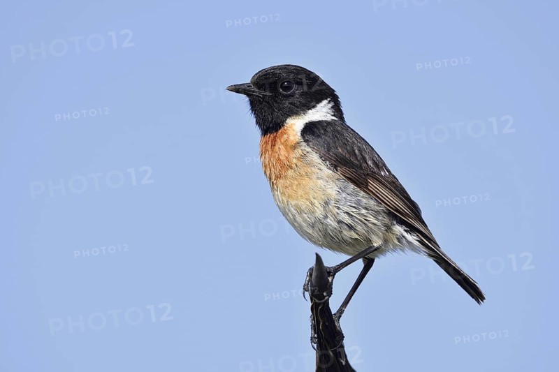 Stonechat (Saxicola rubicola), male, Algarve, Portugal