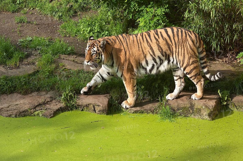 Siberian tigers (Panthera tigris altaica) at the moat, in captivity, Germany