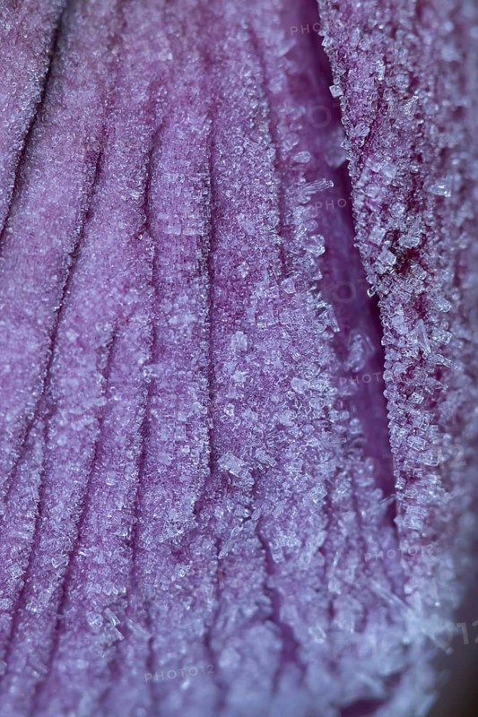 Hellebore garden flower petals covered in frost in winter, England, United Kingdom