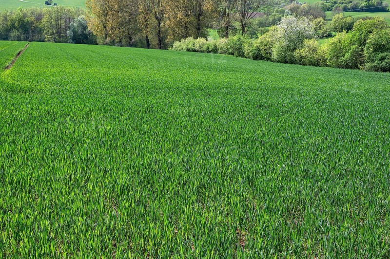 A field of young winter wheat (Triticum aestivum), Franconia, Bavaria, Germany