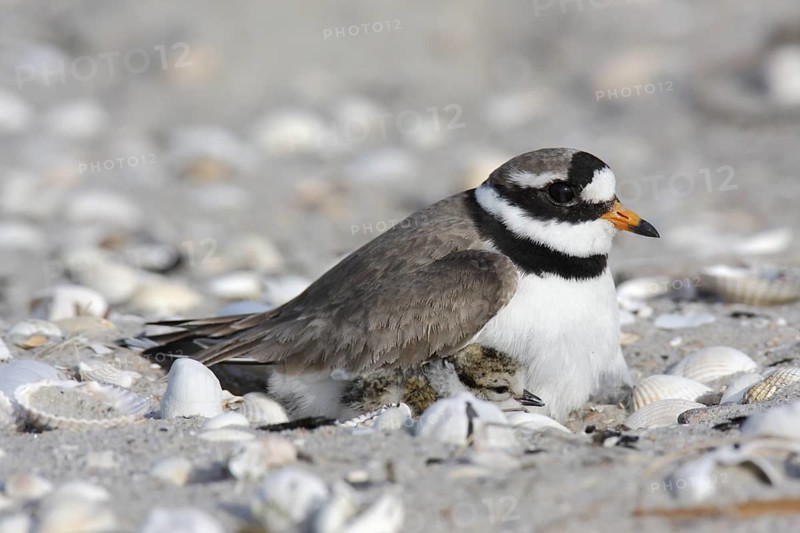 Common Ringed Plover (Charadrius hiaticula) nest, Lower Saxony, Germany