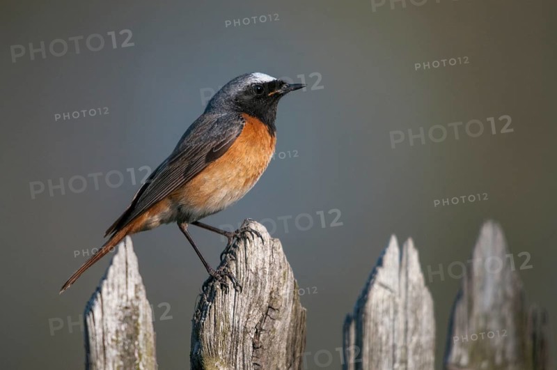 Garden redtail, Phoenicurus phoenicurus, redstart, birds, garden fence, garden birds, garden fence, male, passeri, songbirds, birds
