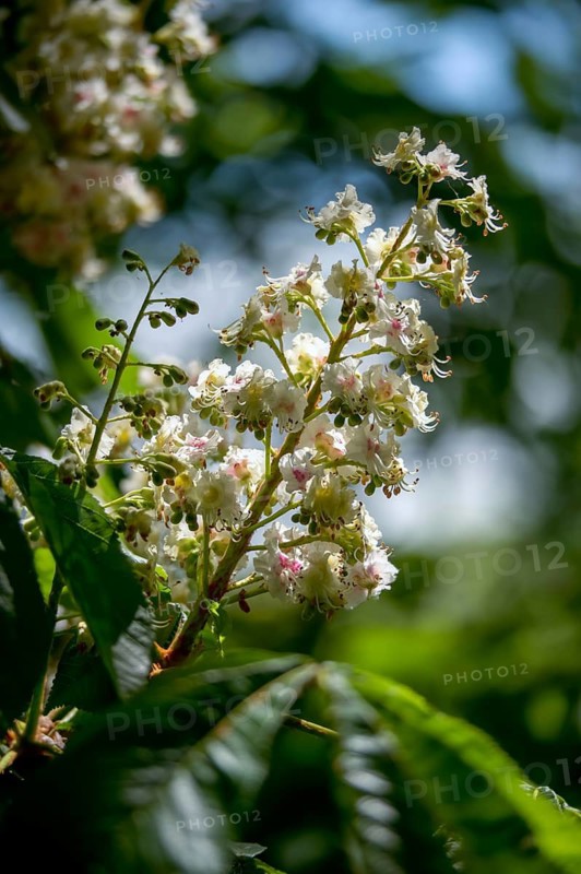 Aesculus Hippocastanum, common horse chestnut, Hippocastanaceae, chestnut family, horse chestnut, horse chestnut, white horse chestnut, tree, blossom, trees, conker tree, flora, high size, portrait format, horse-chestnut, chestnut, plants, tree