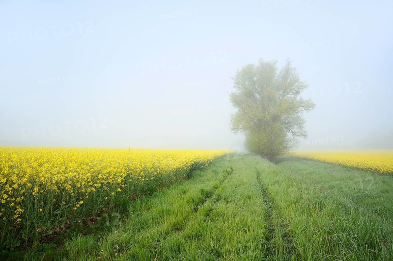 White willow (Salix alba) and a field of flowering rapeseed (Brassica napus) in the morning mist, North Rhine-Westphalia, Germany