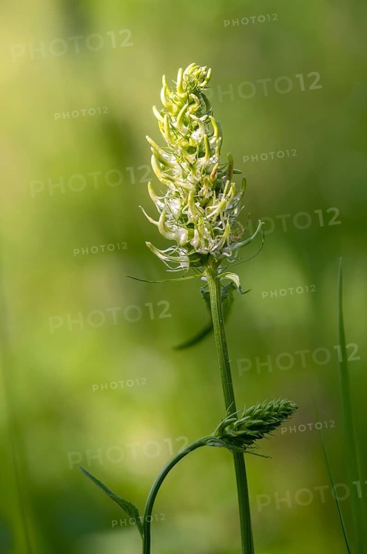 Campanulaceae, bellflower family, phyteuma spicatum, devil's claw, white devil's claw, flora, high size, portrait format, plants, spiked rampion, spiked rapunzel, spiked devil's claw
