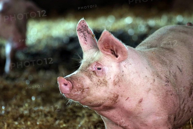 Domestic pig (Sus scrofa domesticus), sow, light reflection, agriculture, the animal can move about freely in the sty
