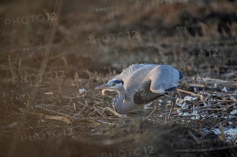Grey heron (Ardea cinerea) Germany