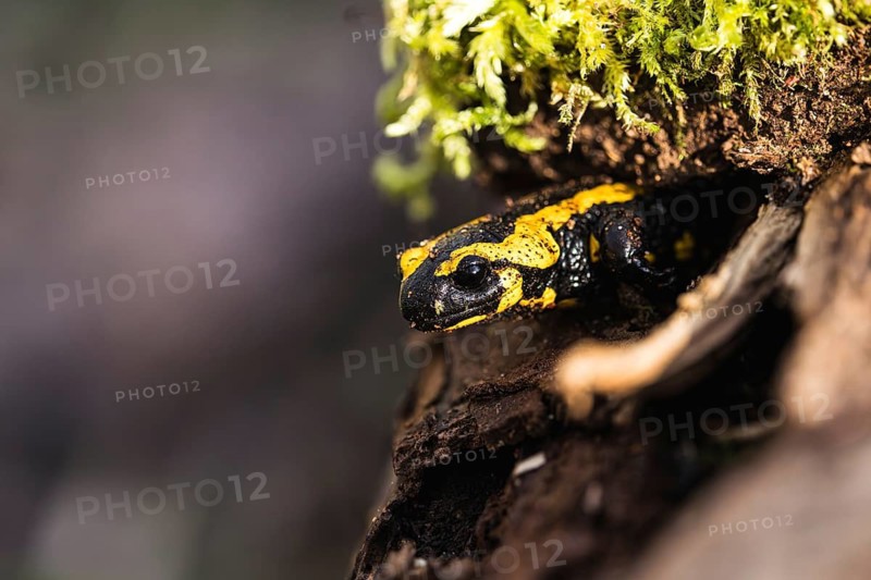 A fire salamander is hiding under a moss-covered overhang on a tree trunk, fire salamander (Salamandra salamandra), Baden-Württemberg, Germany