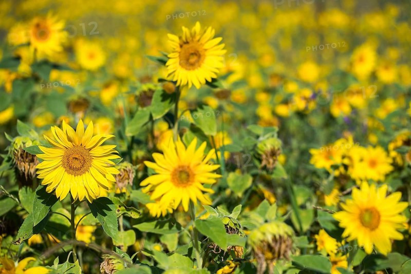 Asteraceae, annual sunflower, common sunflower, helianthus annuus, daisy, common sunflower, flora, plants, plants, sunflower, sunflower field, sunflower